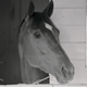Secretariat says: “Let my tormented and weary spirit rest!”